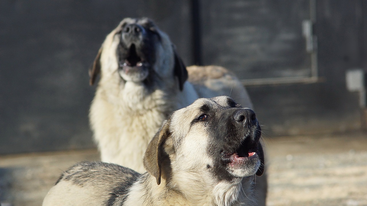 Cane alla catena