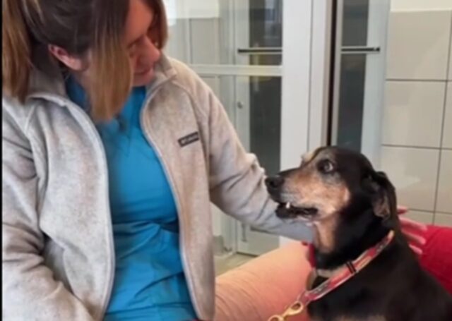 Cane anziano da tanto tempo al rifugio spera di trovare la famiglia perfetta