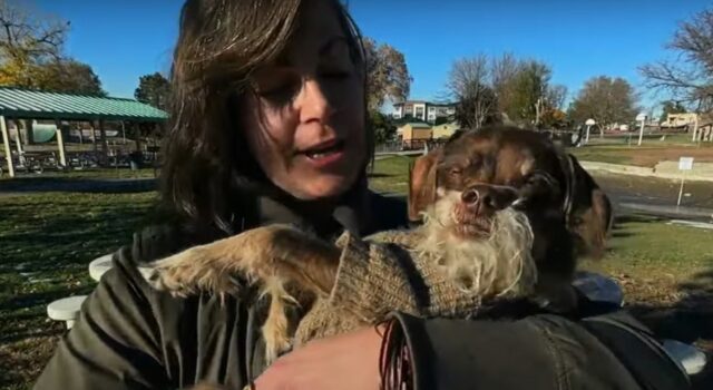 Cane anziano derubato della sedia a rotelle: la comunità lo aiuta