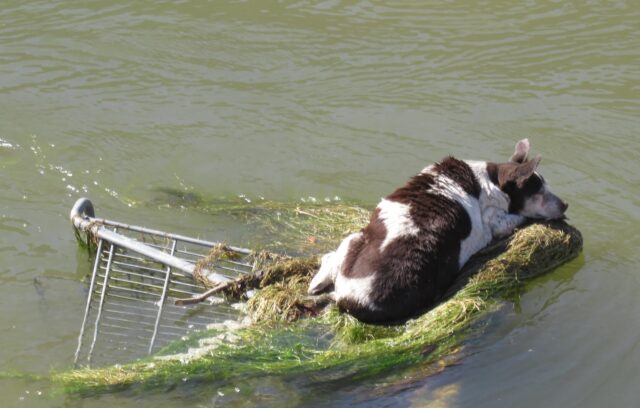 Cane anziano su un carrello della spesa galleggiava nel canale