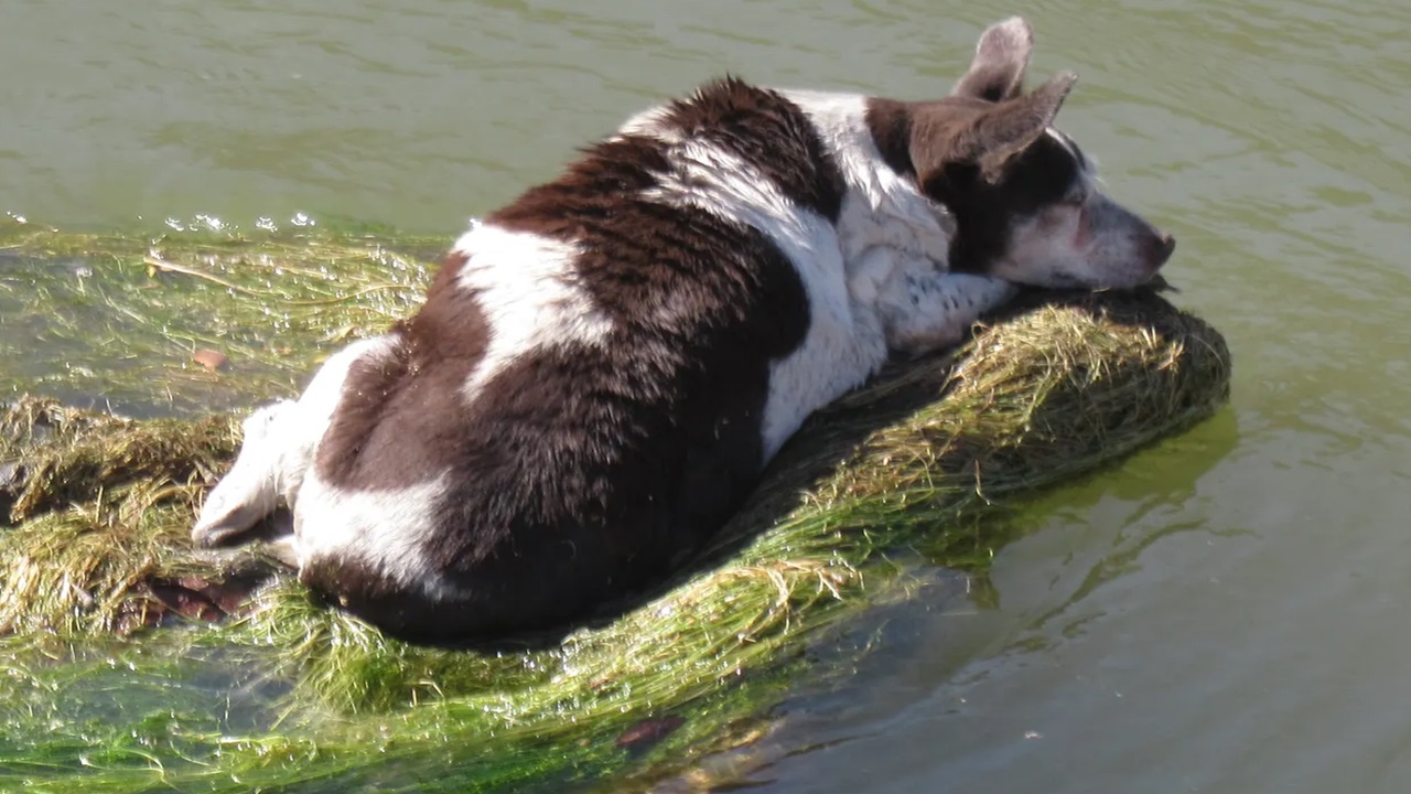 Cane anziano sul carrello della spesa