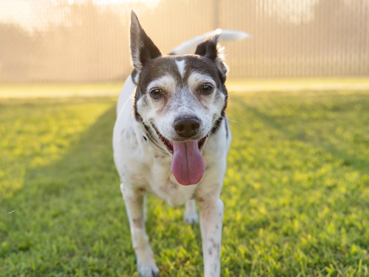 Cane felice nel prato