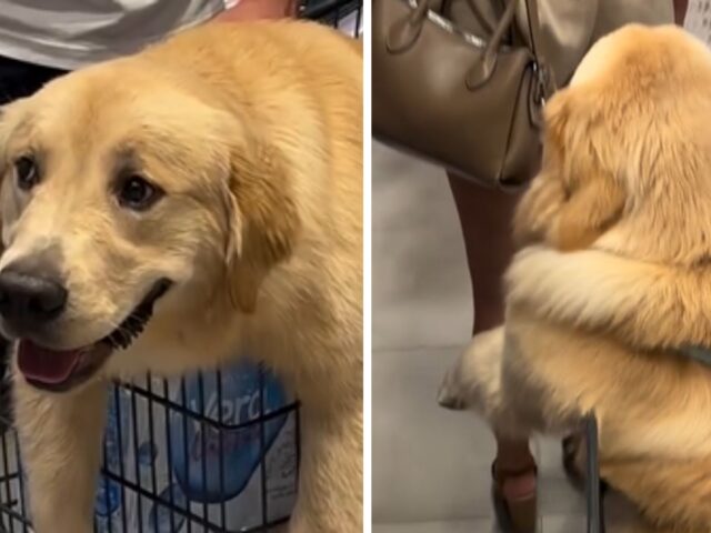 “Portiamolo al supermercato”: sì, ma questo cane non è affatto propenso a comportarsi come si deve