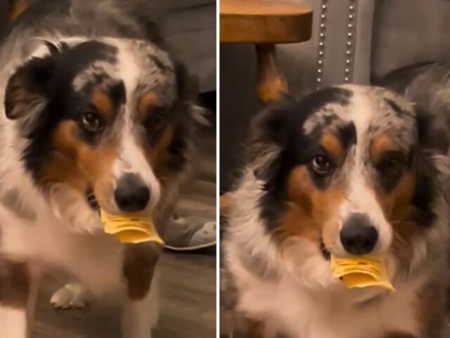 Il cane super astuto mostra il suo talento dopo aver avvistato un goloso obiettivo