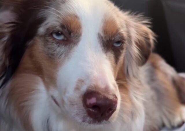 Cane da Pastore Australiano lotta contro il sonno: il suo volto è stanchissimo