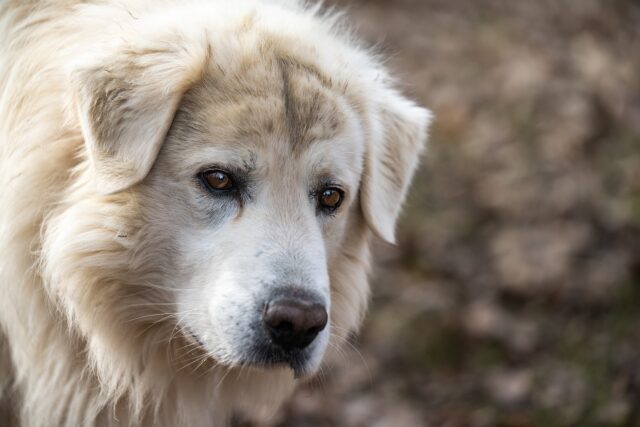 Cane da pastore maremmano amico di un cavallo salvato dalla macellazione