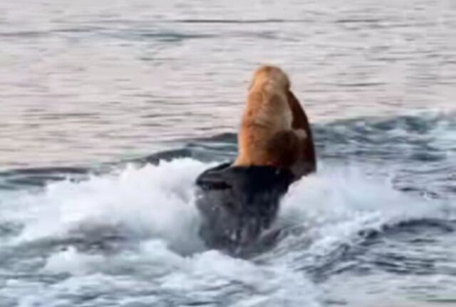 Surf d’amore: il Golden Retriever e il Bracco tedesco imparano a cavalcare le onde insieme