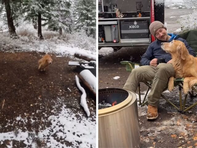 Il Golden Retriever che si emoziona per la neve è pura e assoluta emozione