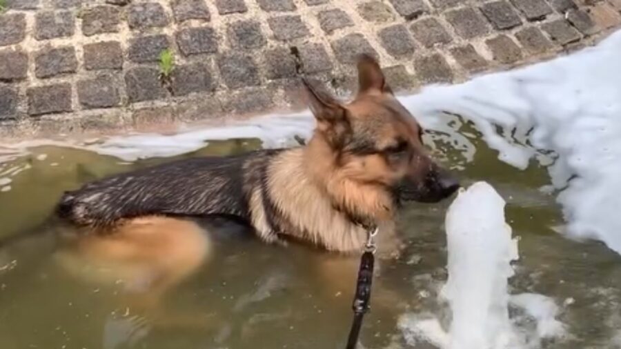 cane gioca con l'acqua sporca