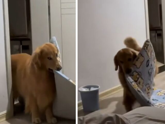 Questo Golden Retriever ha un modo estremamente tenero di chiedere alla mamma se può dormire con lei