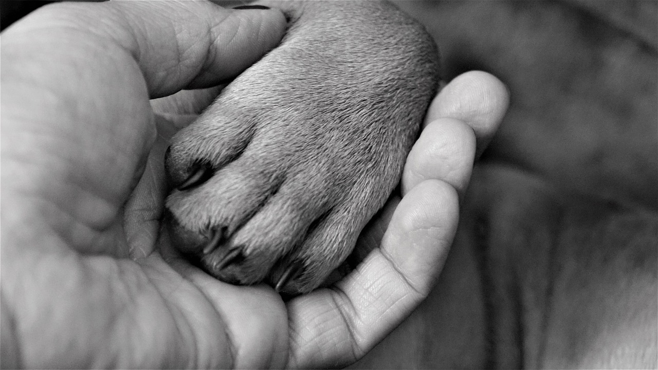 Zampa del cane nella mano