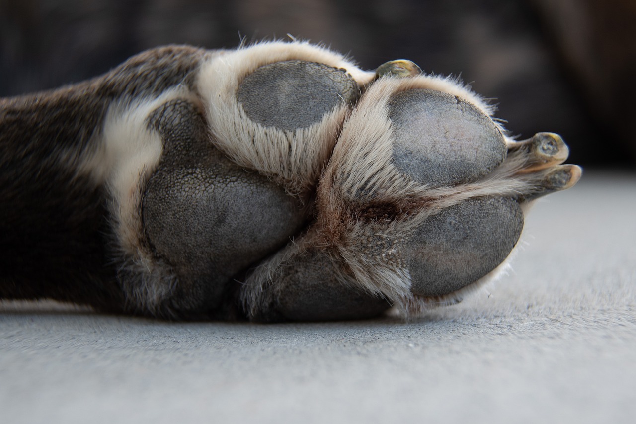 Cane sdraiato per terra