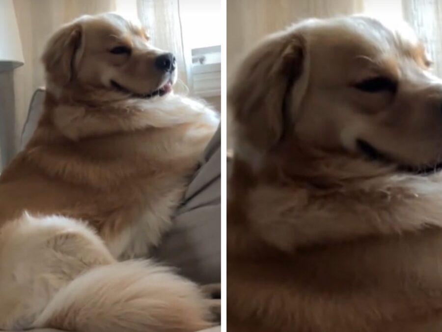 Il Golden Retriever Fedele aspetta pazientemente, ogni giorno, che il suo amato papà torni a casa