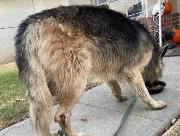 Cane incatenato con un moschettone alla zampa posteriore: il salvataggio straziante