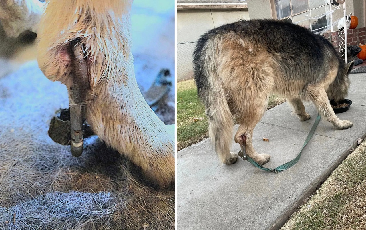 Cane incatenato con un moschettone