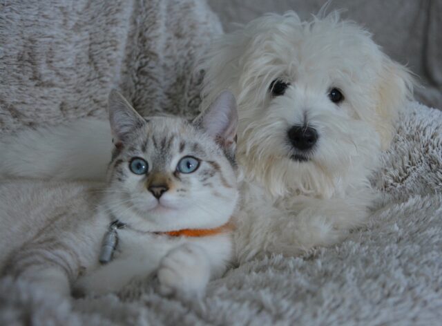 Cane maltrattato trova nel gattino un modo per tornare a vivere