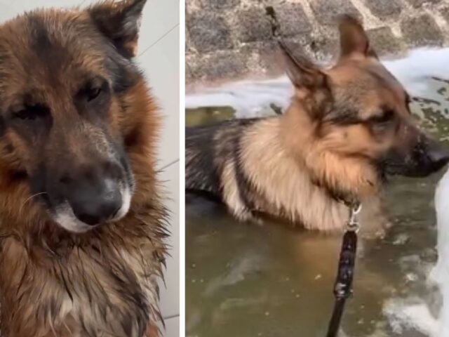 Il Pastore Tedesco ha un suo punto di vista sull’acqua pulita (e su quella sporca) ed è tutto da vedere