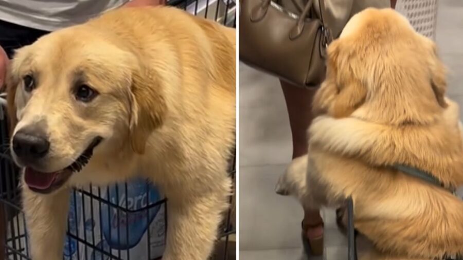 cane al supermercato