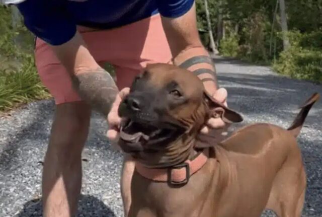 Il cane era speranzoso quando sono venuti a liberarlo, ma il suo proprietario si è opposto