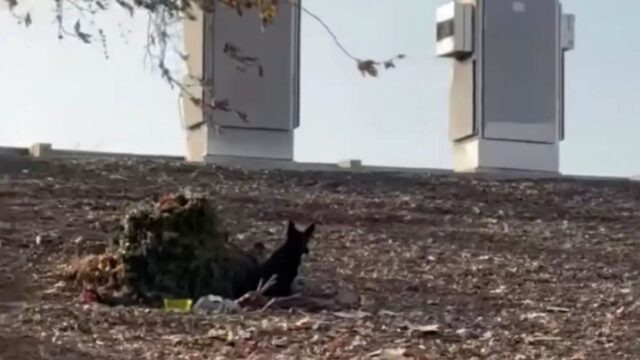 Una donna nota un paio di orecchie nere in autostrada e decide subito di intervenire: il cane doveva essere salvato