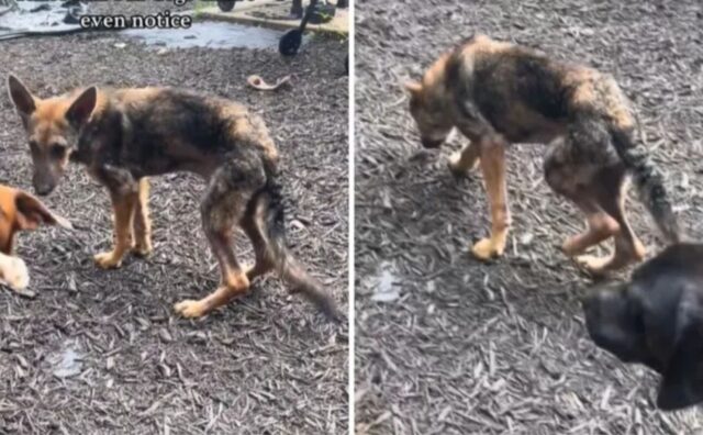 Il cane randagio era così magro che guardandolo da lontano pensavano fosse un coyote (VIDEO)