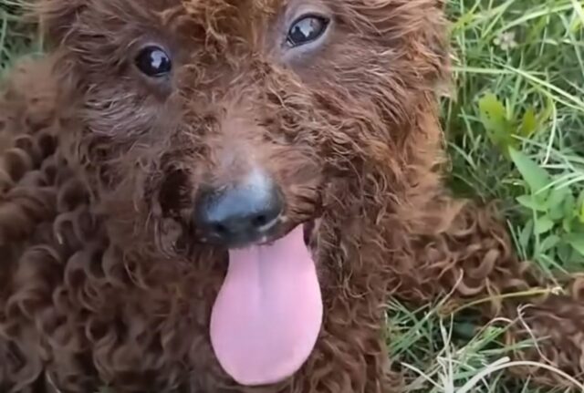 Il cane randagio e solitario, beveva acqua piovana per sopravvivere e continuava a supplicare i passanti di accoglierlo