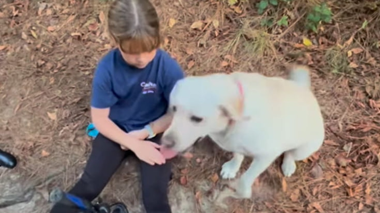 Cane salva la bimba con diabete