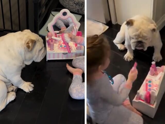 L’affascinante Bulldog diventa il miglior cliente del salone di bellezza della sua sorellina umana