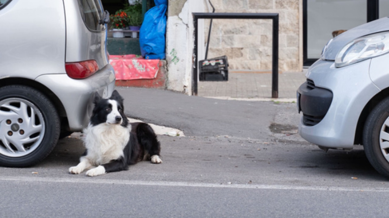 Cane sorvegliante del quartiere