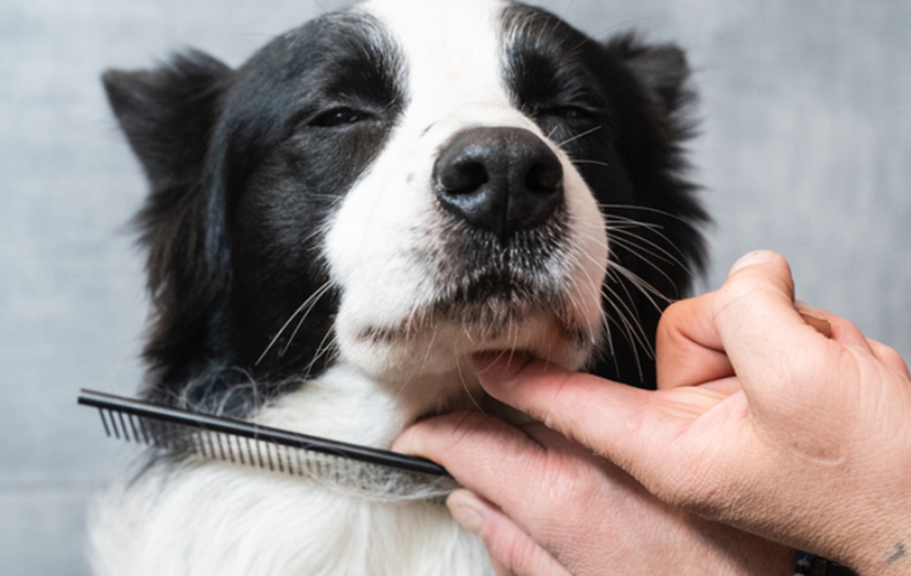 Pettinare il cane