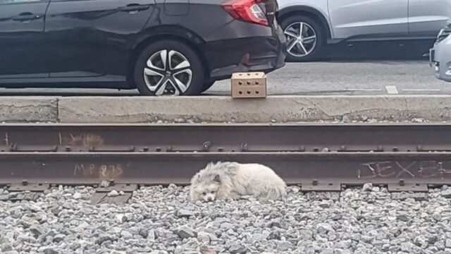 Il cagnolino randagio dormiva pericolosamente sui binari del treno: era pericoloso, bisognava intervenire