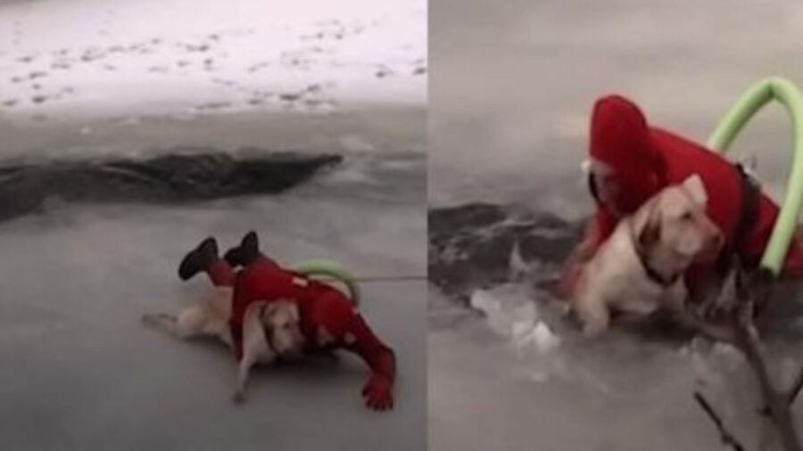 un cane durante un salvataggio