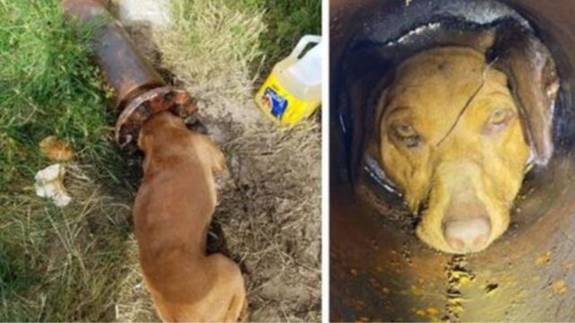 Il cucciolo di cane indifeso è rimasto bloccato in un tubo per cinque ore: i vigili del fuoco sono ricorsi a una soluzione estrema