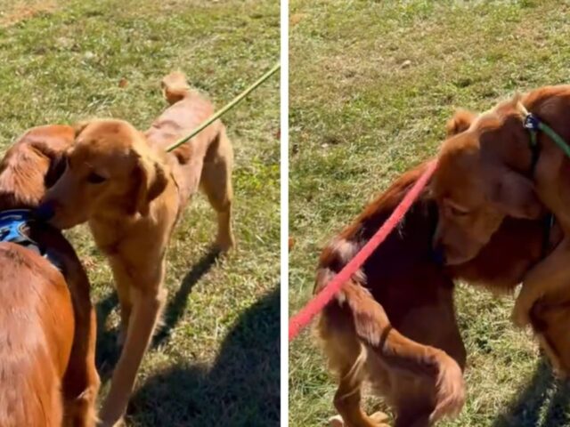 I due Golden Retriever separati da cuccioli si ritrovano per caso al parco: è una reunion tenerissima