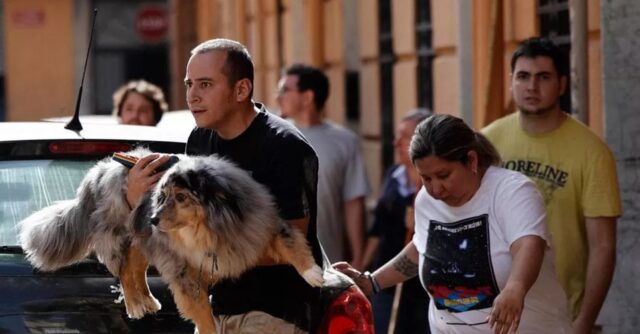 Cani di Valencia dopo le alluvioni: centinaia di dispersi, per i gatti nessuna speranza