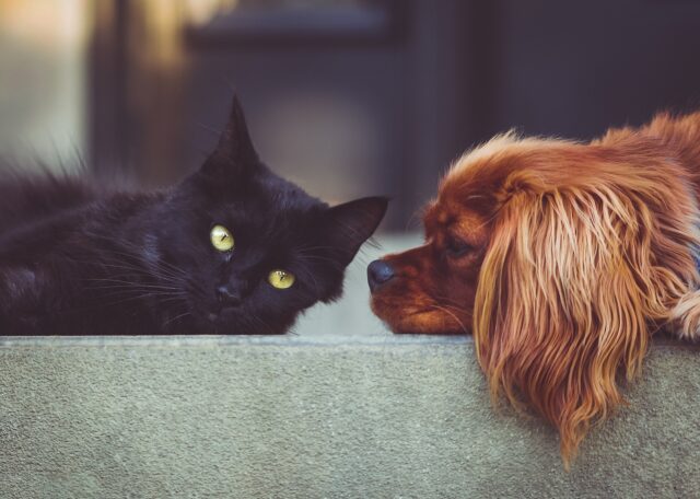 Cani e gatti laureati, ma come è possibile? Esistono le lauree per gli animali domestici?