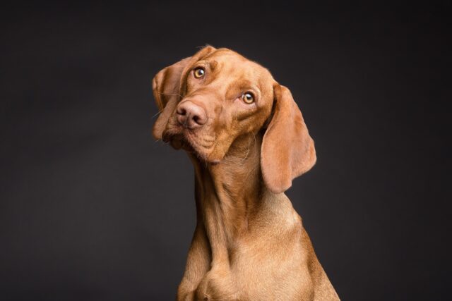 Cani in ufficio: la produttività aumenta e diminuisce lo stress