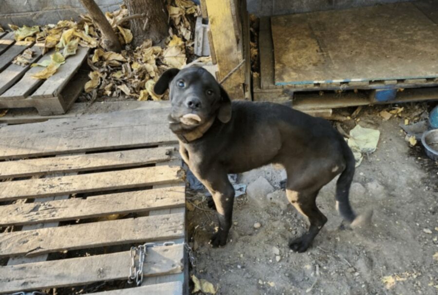 Nelle loro ciotole c’era solo polvere, eppure i poveri cani resistevano sperando in un futuro migliore