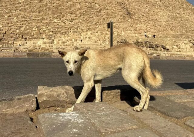 Cani randagi delle piramidi, la nuova attrazione in Egitto non priva di pericoli