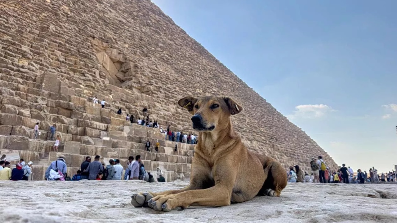 Cani randagi delle piramidi in Egitto