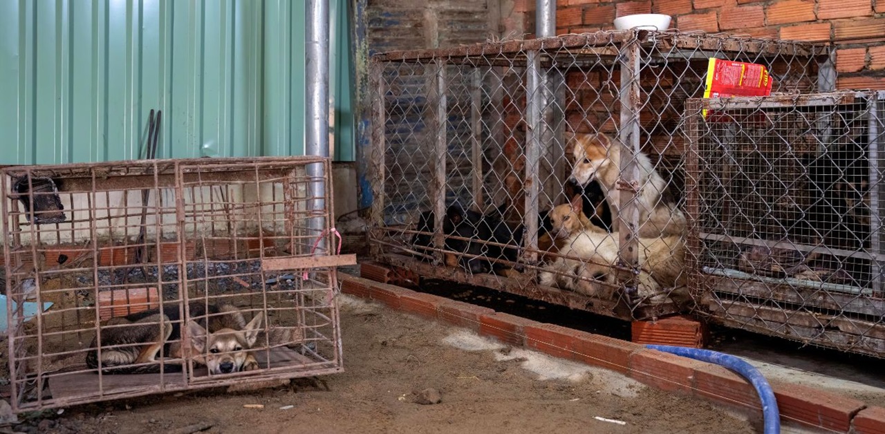 Carne di cane in Vietnam