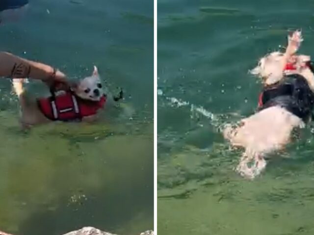 Non proprio portato per il nuoto: il primo esperimento in acqua del Chihuahua fallisce miseramente