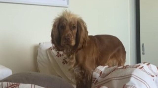 Beccato sul fatto! Il Cocker Spaniel ha un musino colpevole mentre “disfa” il letto