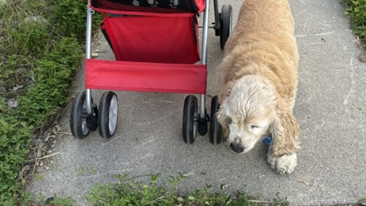 Cocker Spaniel anziano di 11 anni