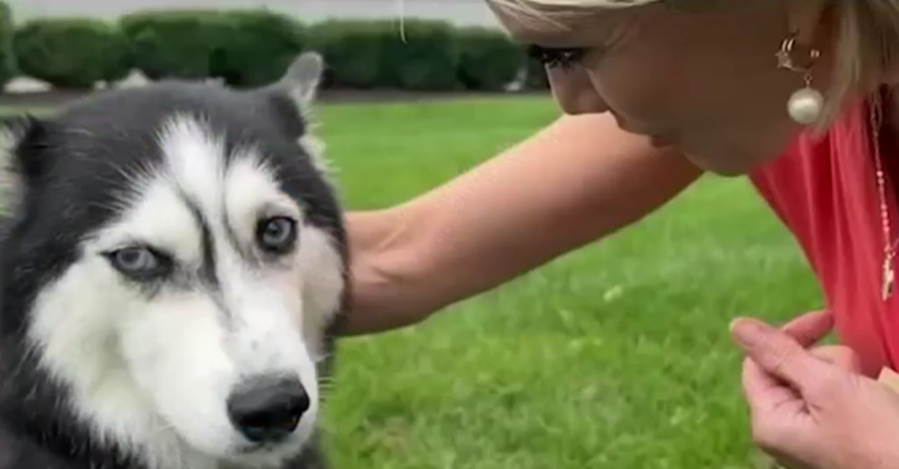 Sguardo dolce del cane