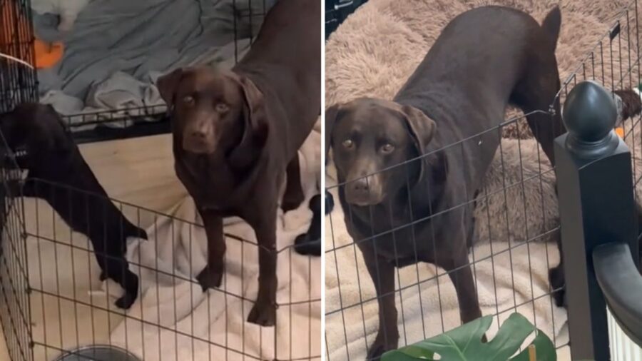 labrador con pelo marrone