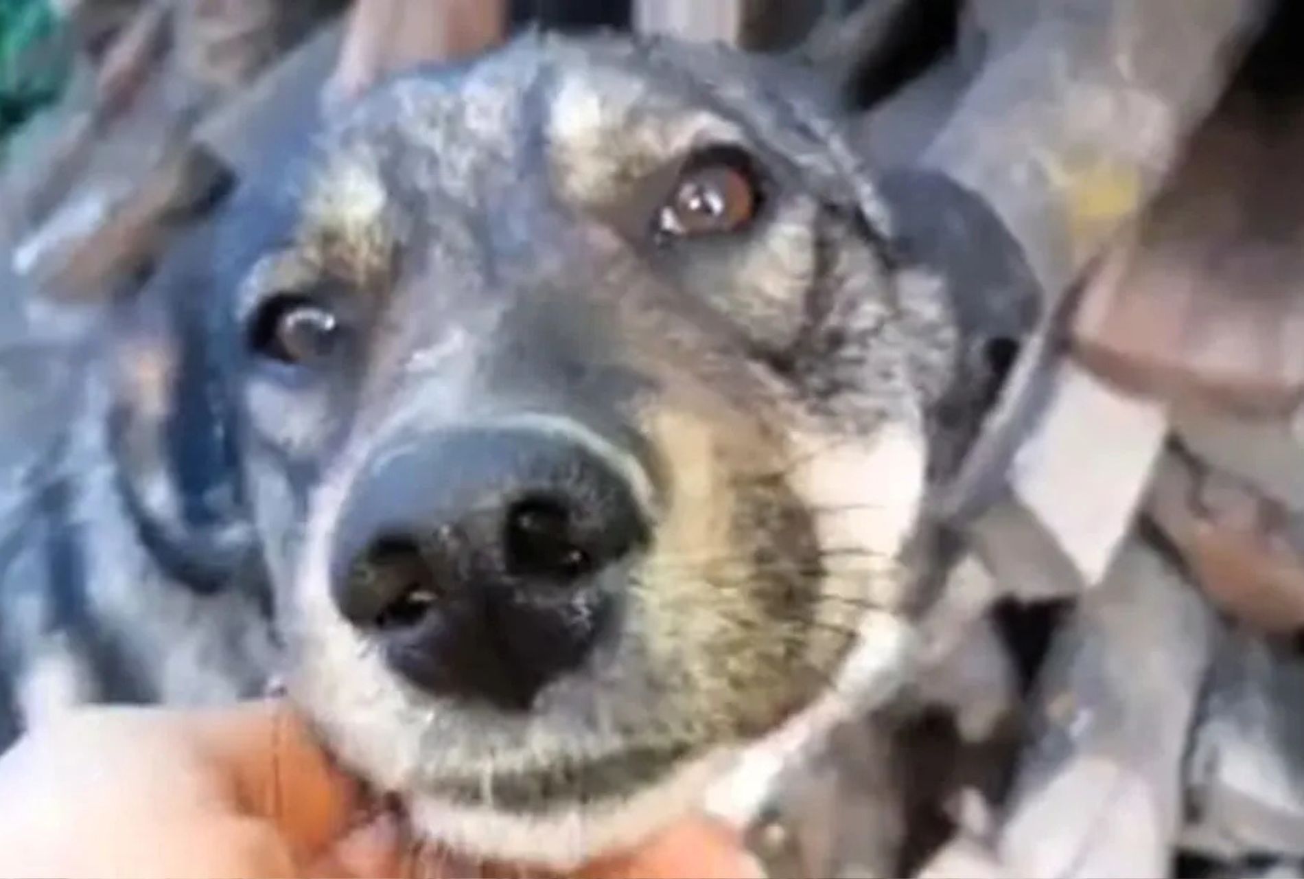 cuccioli in una scatola