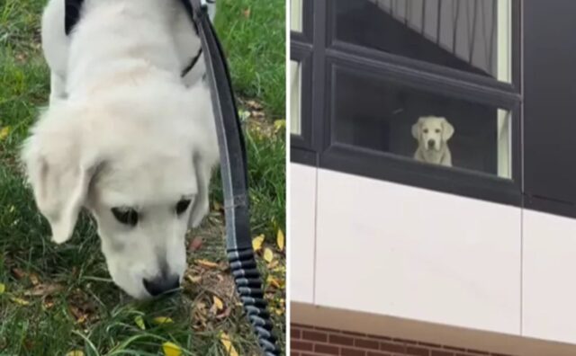 Il cucciolo viene portato fuori senza di lui: il cane mostra tutto il suo disappunto dalla finestra (VIDEO)