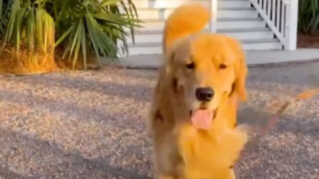 Il Golden Retriever controlla ogni giorno il calendario: c’è qualcosa che aspetta con impazienza