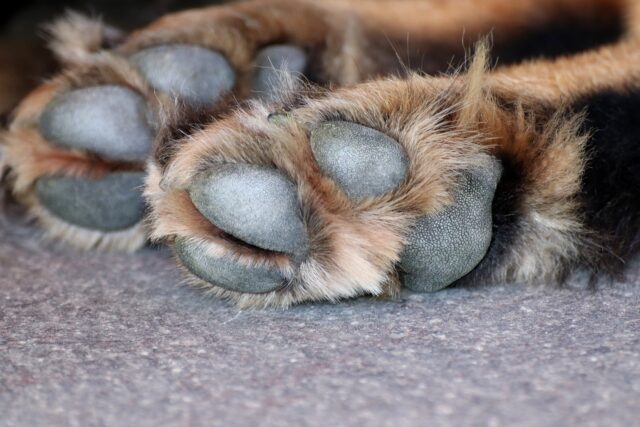 Due cani hanno perso la vita per mano di persone crudeli in pochi giorni a Ceprano: trovati in un bosco e in pieno centro